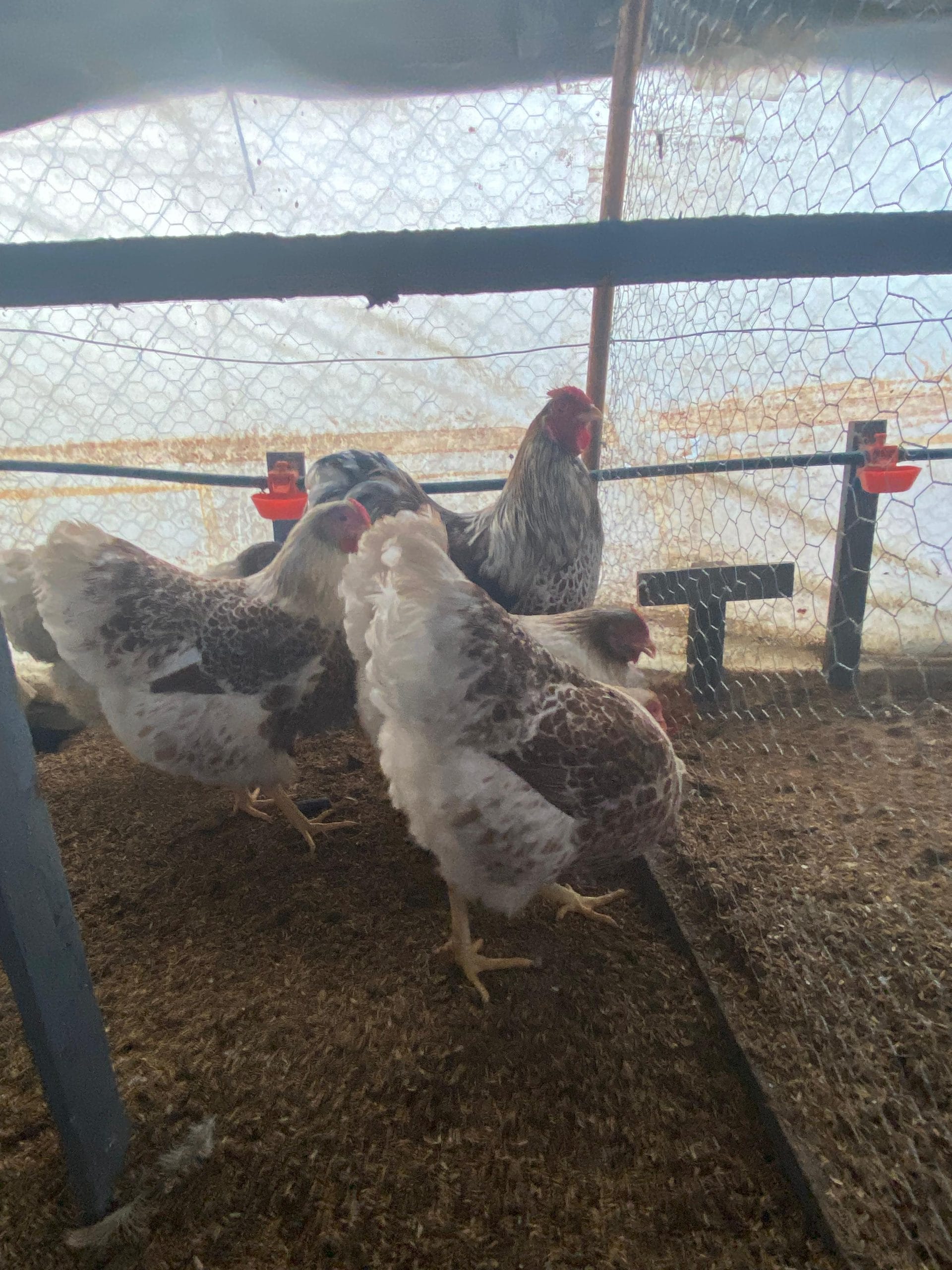 Splash Wyandotte Kuluçkalık Yumurta