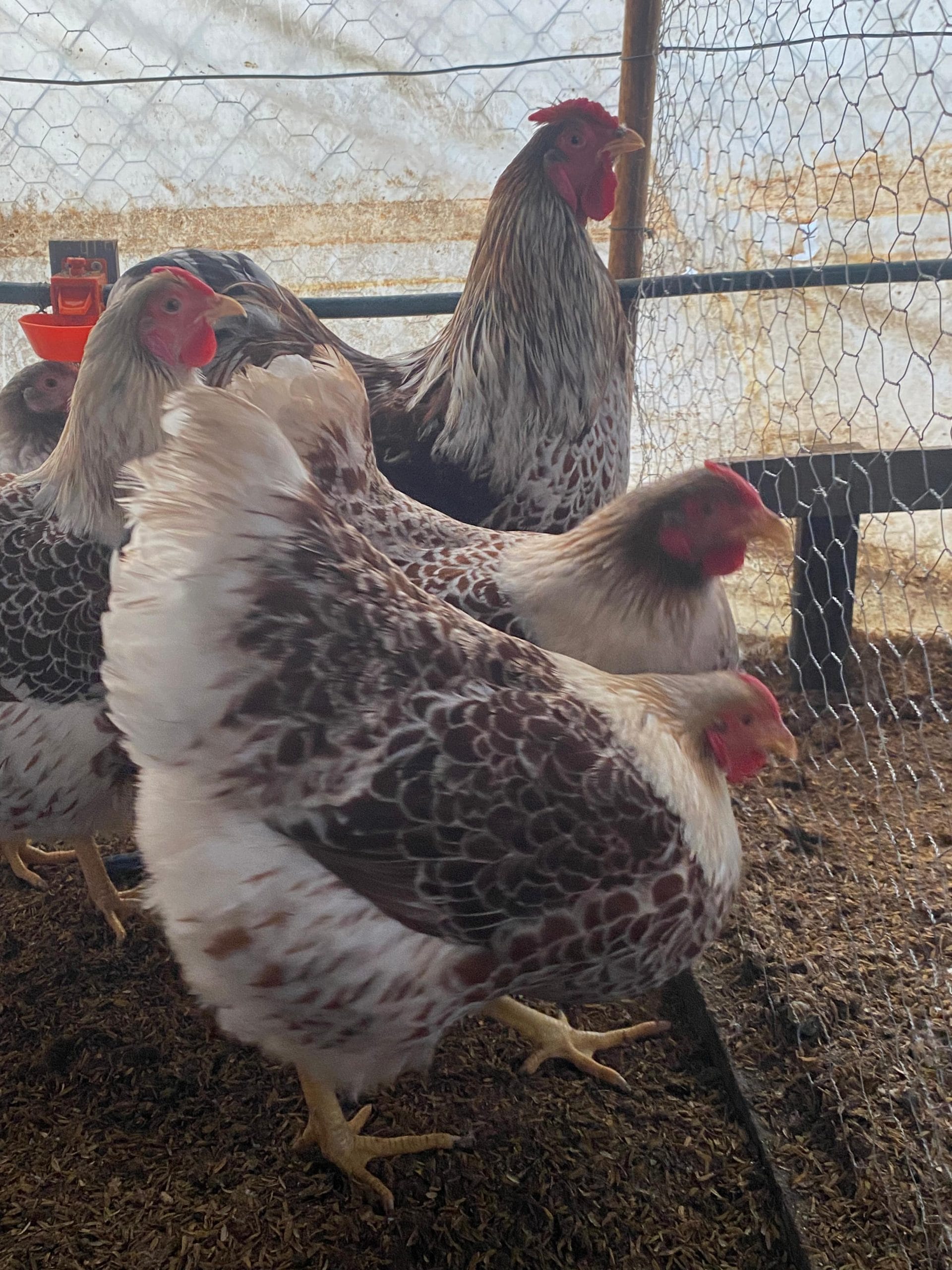 Splash Wyandotte Kuluçkalık Yumurta