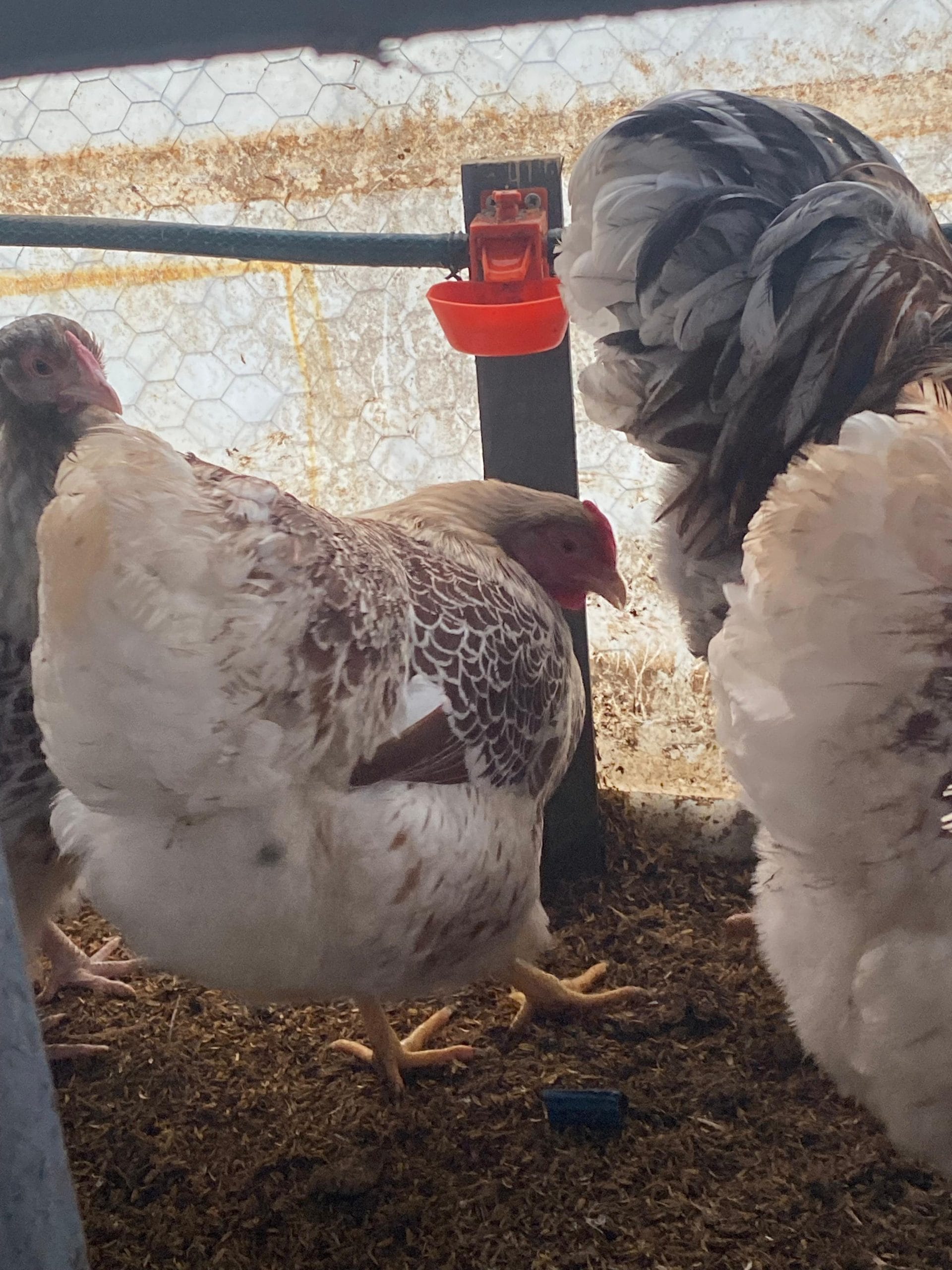 Splash Wyandotte Kuluçkalık Yumurta