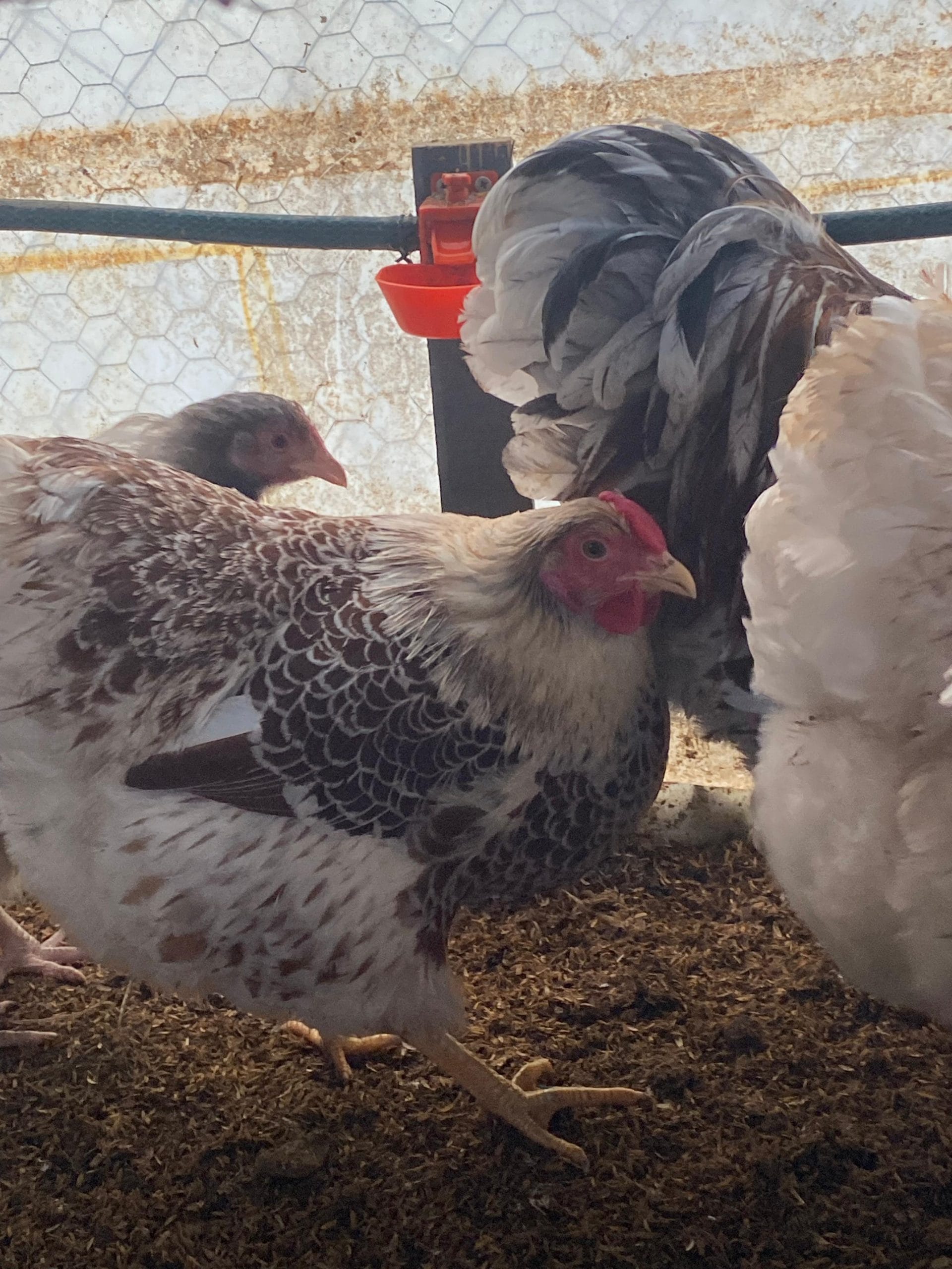 Splash Wyandotte Kuluçkalık Yumurta