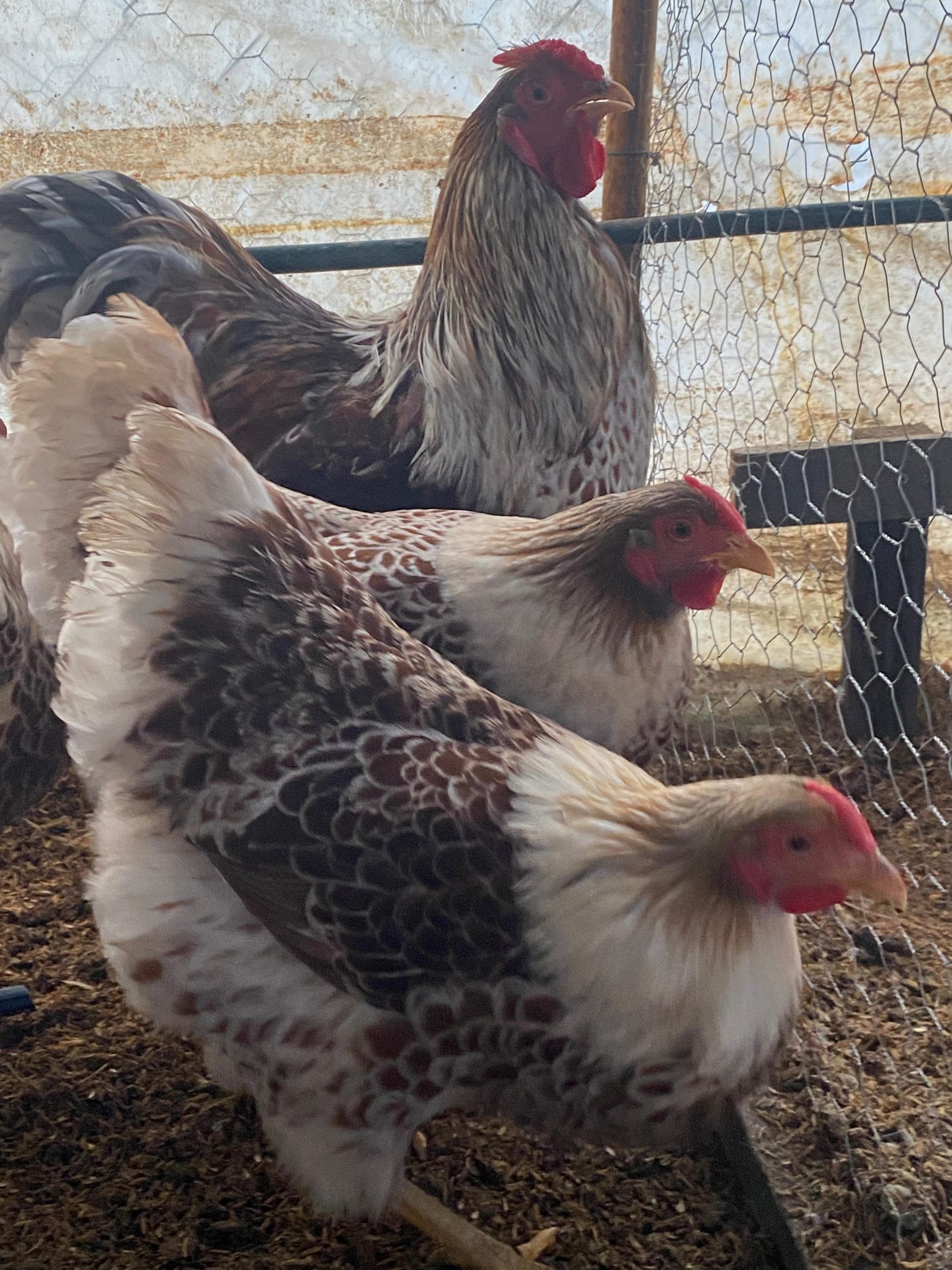 Splash Wyandotte Kuluçkalık Yumurta