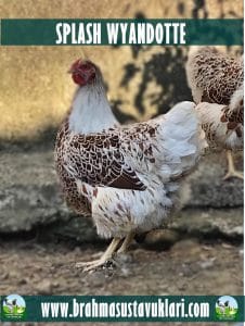 Splash Wyandotte Kuluçkalık Yumurta