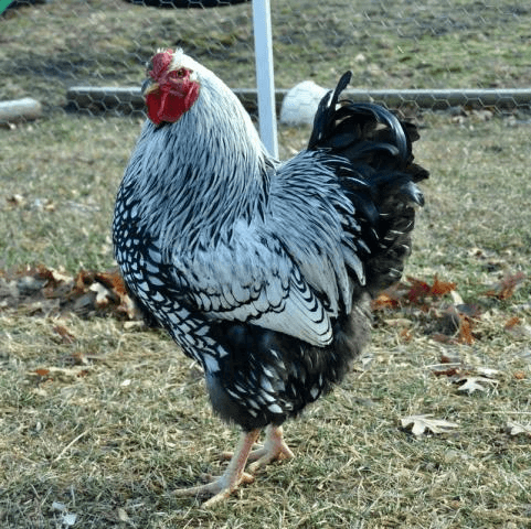 Silver Wyandotte Kuluçkalık Yumurta