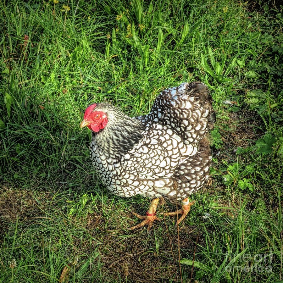 Silver Wyandotte Kuluçkalık Yumurta