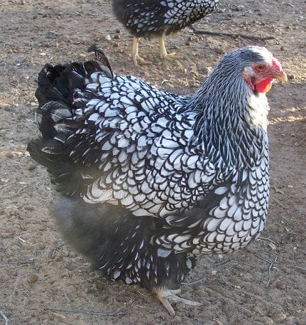 Silver Wyandotte Kuluçkalık Yumurta