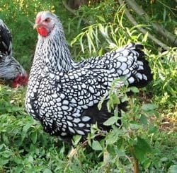 Silver Wyandotte Kuluçkalık Yumurta