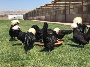 Rahibe Fizan Kuluçkalık Yumurta