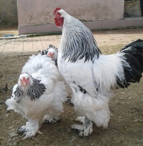 Light Brahma Kuluçkalık Yumurta