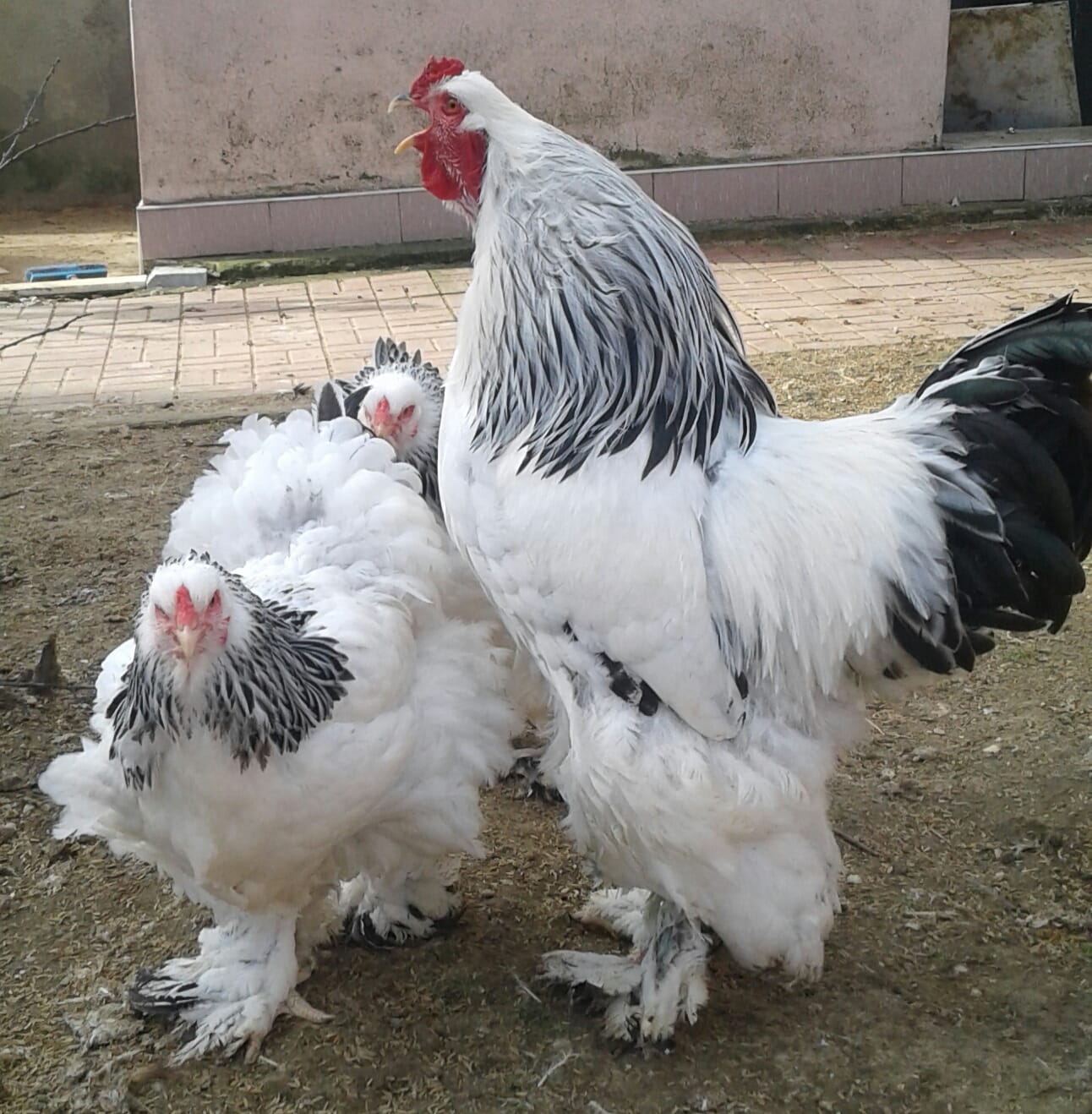 Light Brahma Kuluçkalık Yumurta