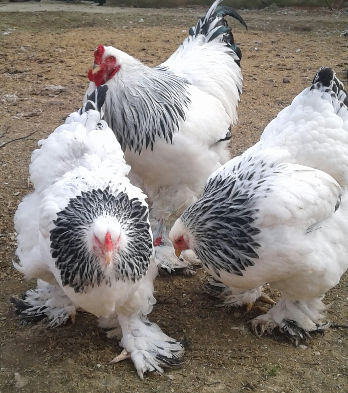 Light Brahma Kuluçkalık Yumurta