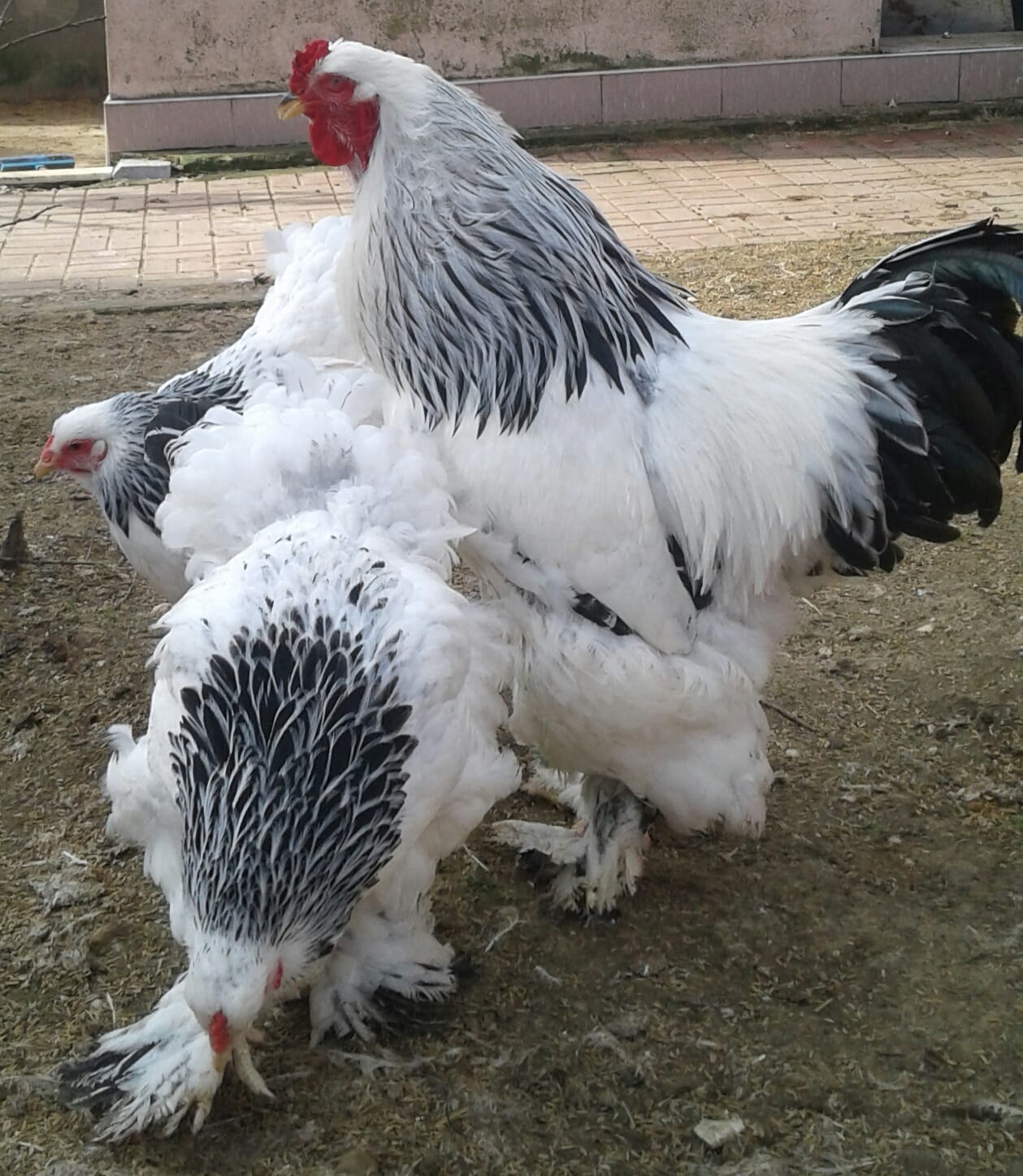 Light Brahma Kuluçkalık Yumurta