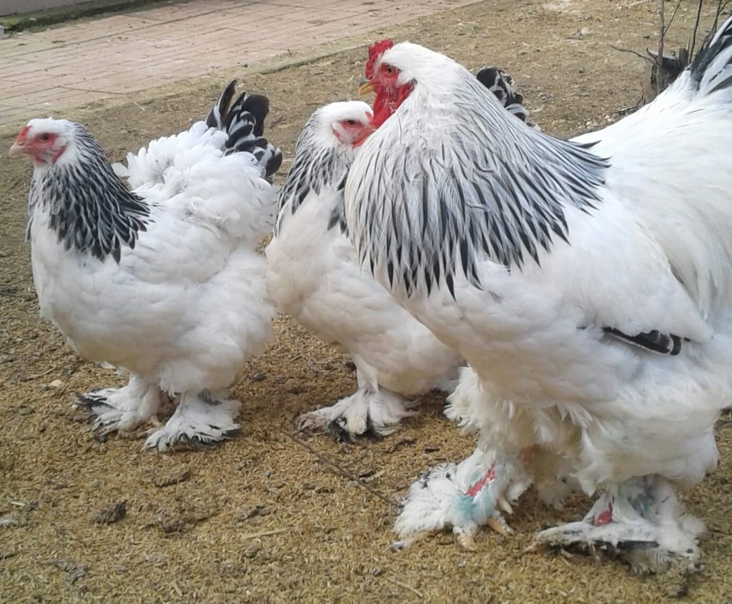 Light Brahma Kuluçkalık Yumurta