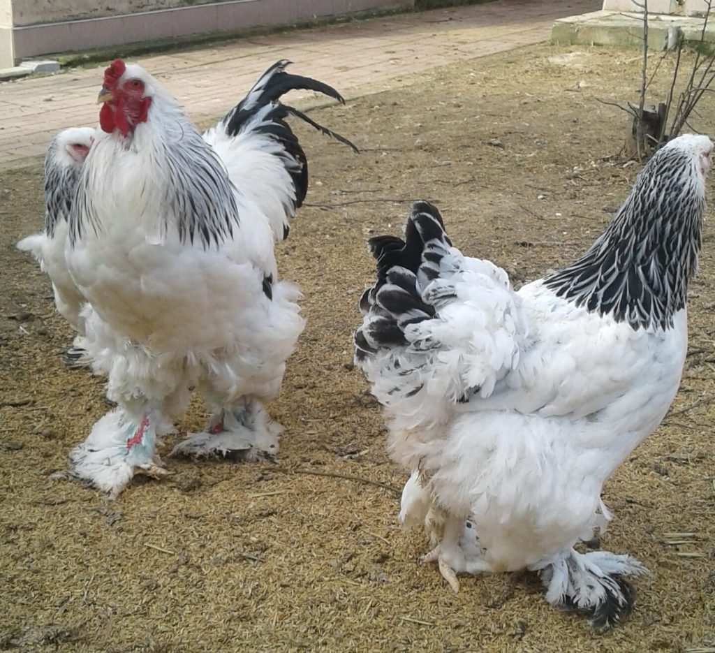 Light Brahma Kuluçkalık Yumurta