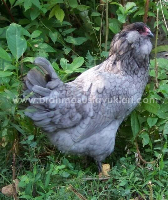 Blue Ameraucana Kuluçkalık Yumurta