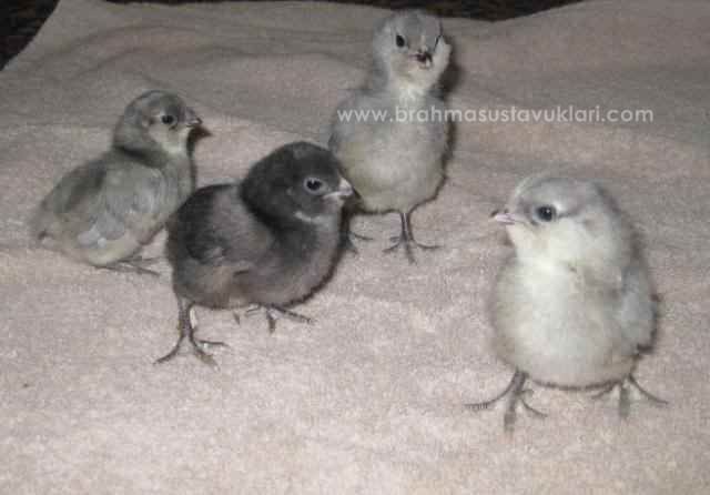 Blue Ameraucana Kuluçkalık Yumurta