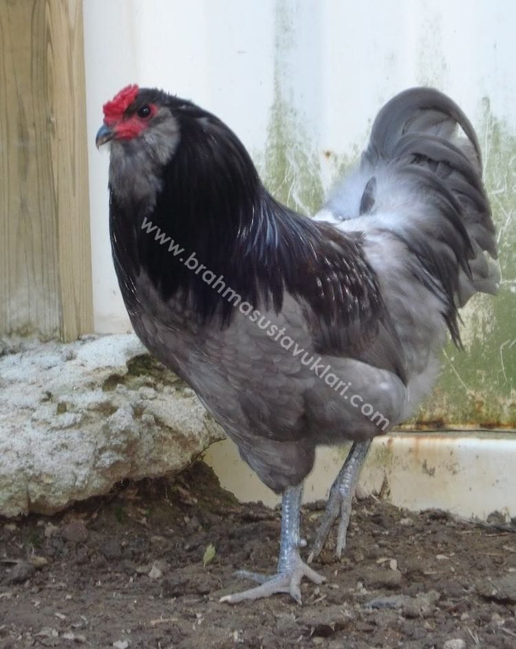 Blue Ameraucana Kuluçkalık Yumurta