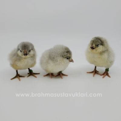 Blue Ameraucana Kuluçkalık Yumurta