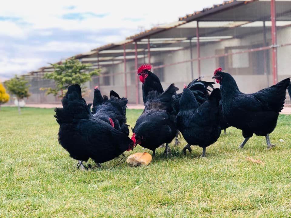 Black Australop Kuluçkalık Yumurta