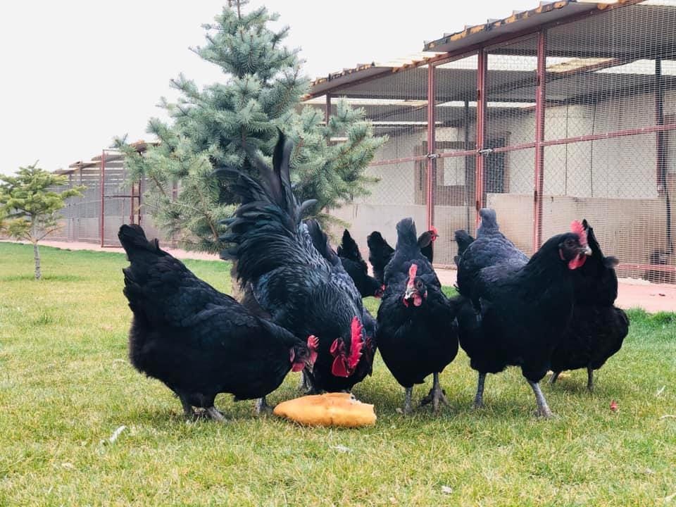 Black Australop Kuluçkalık Yumurta
