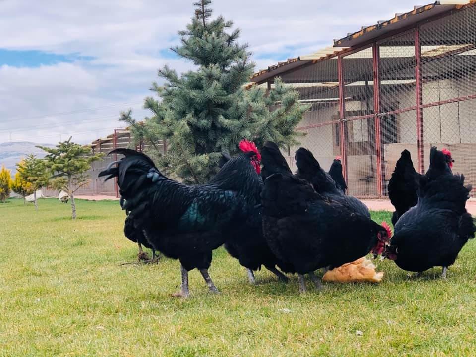 Black Australop Kuluçkalık Yumurta