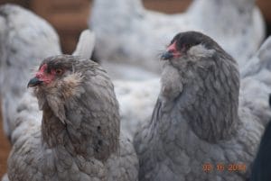 Blue Ameraucana Kuluçkalık Yumurta