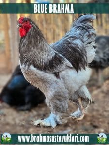 Blue Brahma Kuluçkalık Yumurta