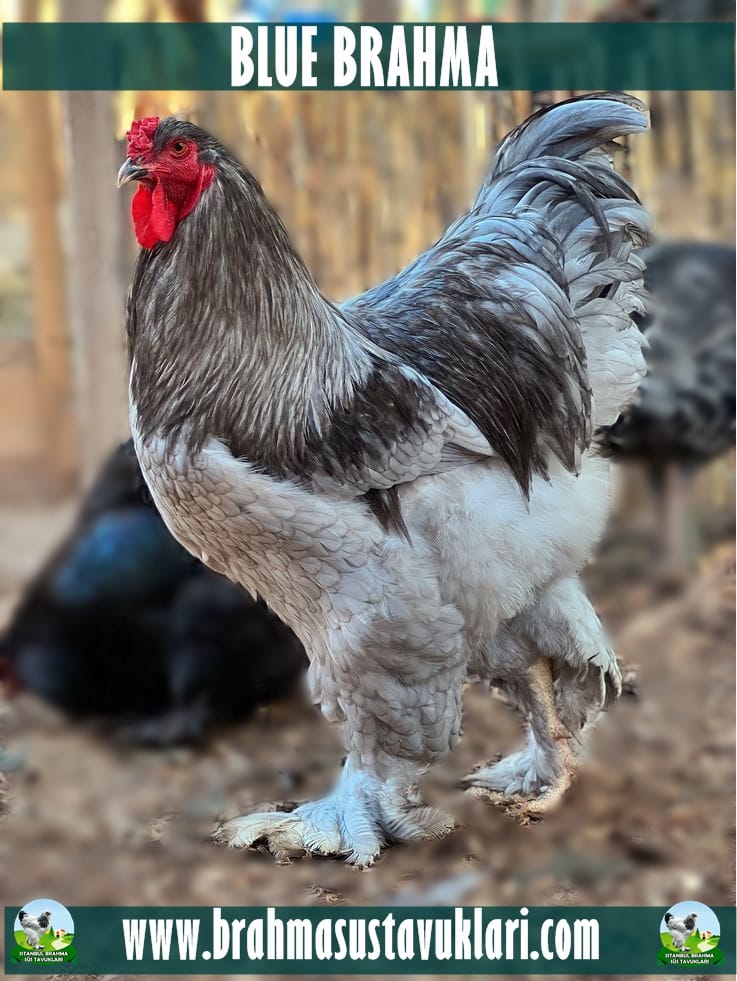 Blue Brahma Kuluçkalık Yumurta