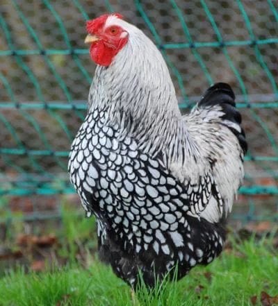 Silver Wyandotte Kuluçkalık Yumurta