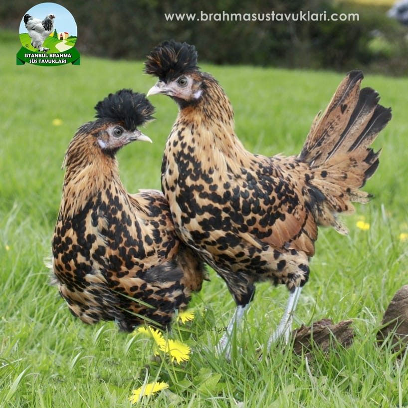 gold Appenzeller Kuluçkalık Yumurta