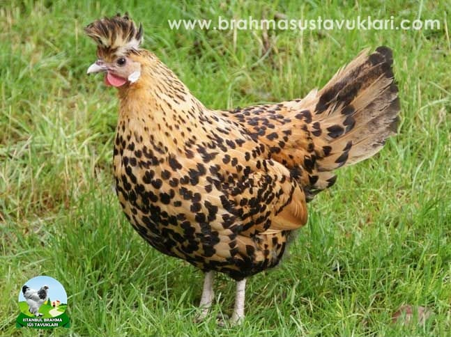 gold Appenzeller Kuluçkalık Yumurta