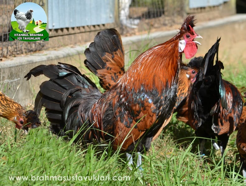 gold Appenzeller Kuluçkalık Yumurta