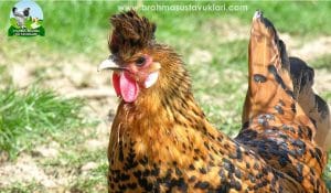 Gold Appenzeller Kuluçkalık Yumurta