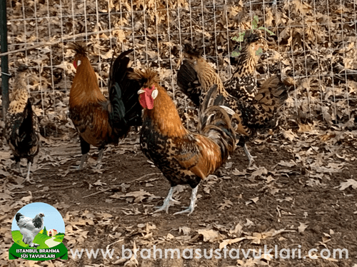 gold Appenzeller Kuluçkalık Yumurta