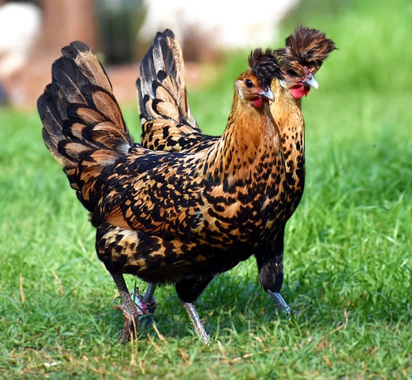 gold Appenzeller Kuluçkalık Yumurta