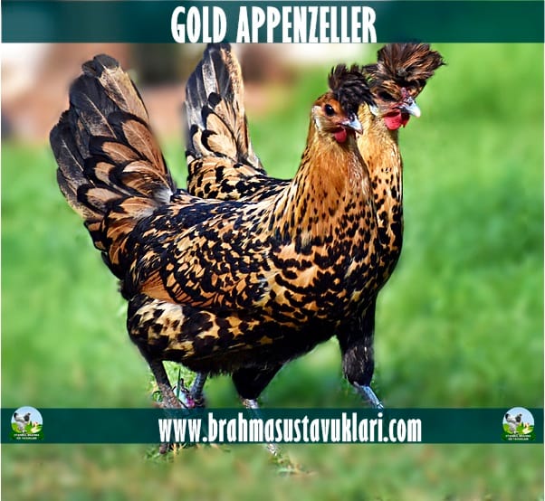 gold Appenzeller Kuluçkalık Yumurta