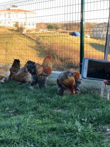 Gold Blue Patrick Brahma Kuluçkalık Yumurta