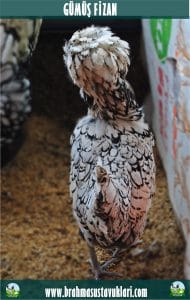 Gümüş Fizan Kuluçkalık Yumurta