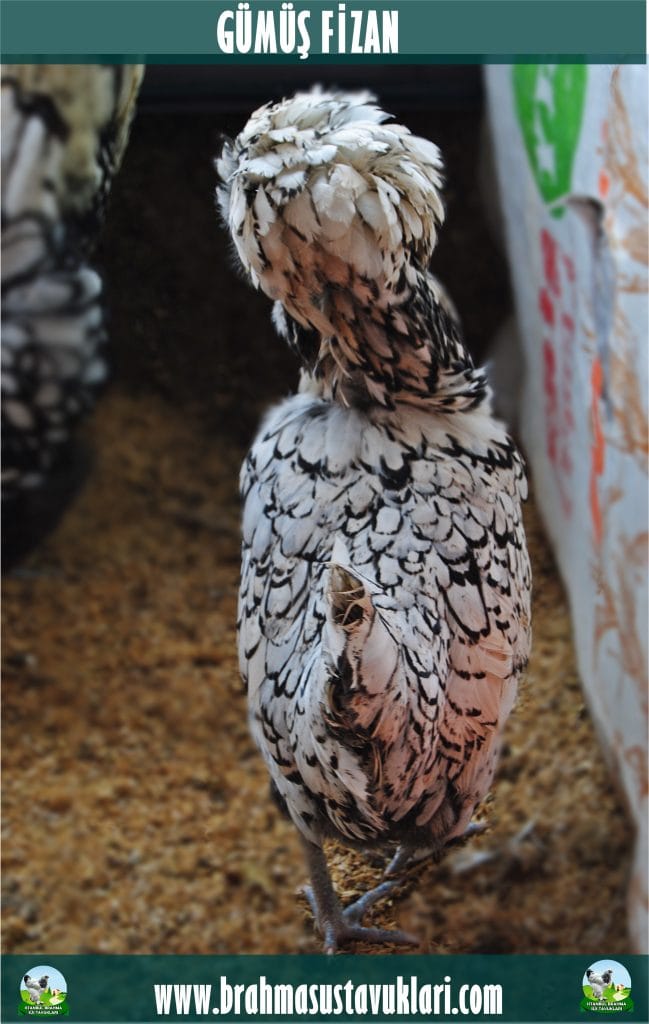 Gümüş Fizan Kuluçkalık Yumurta