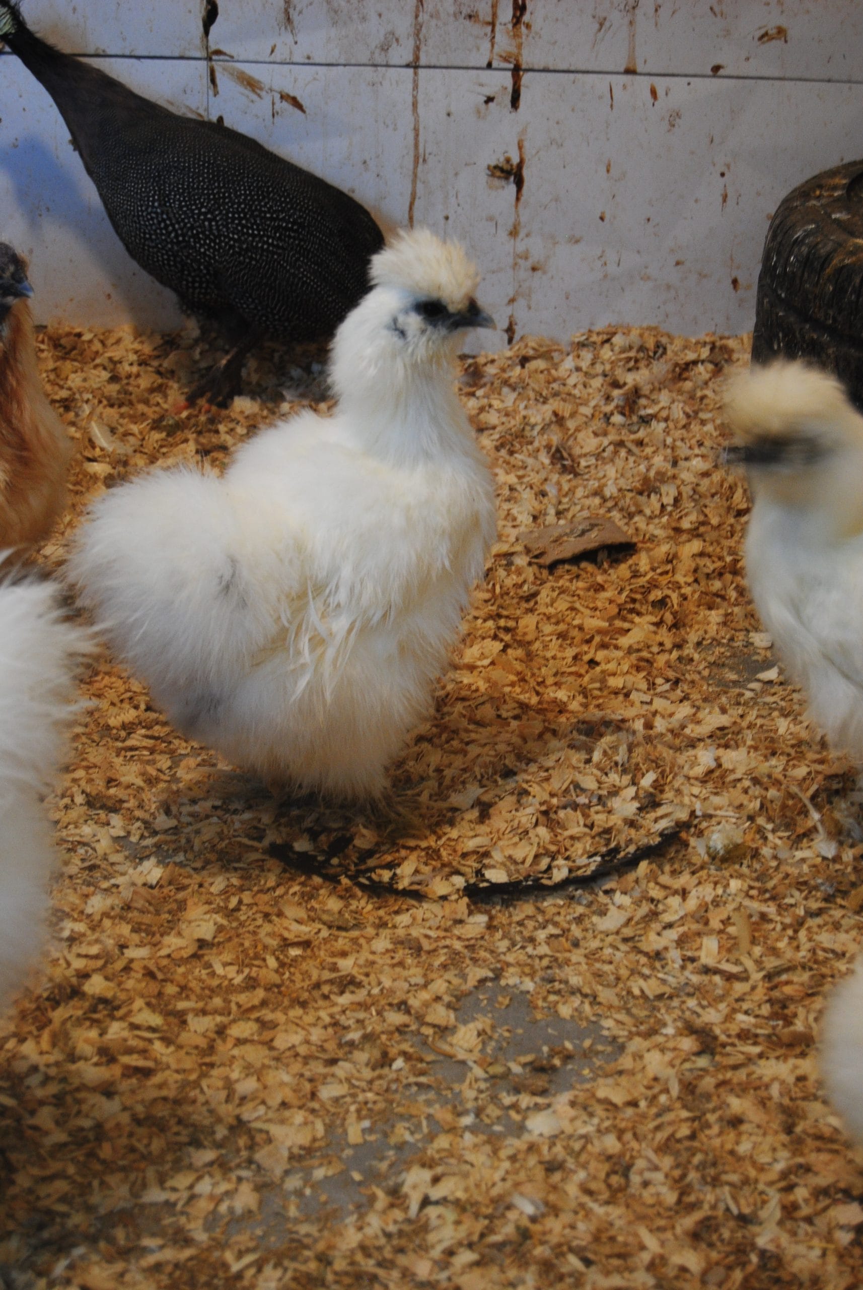 Hollanda Habeş Kuluçkalık Yumurta