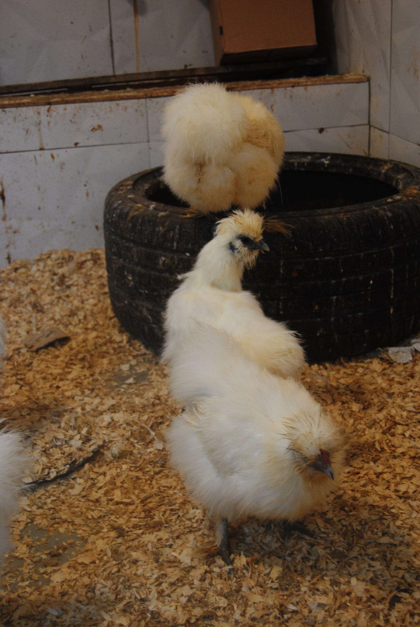 Hollanda Habeş Kuluçkalık Yumurta