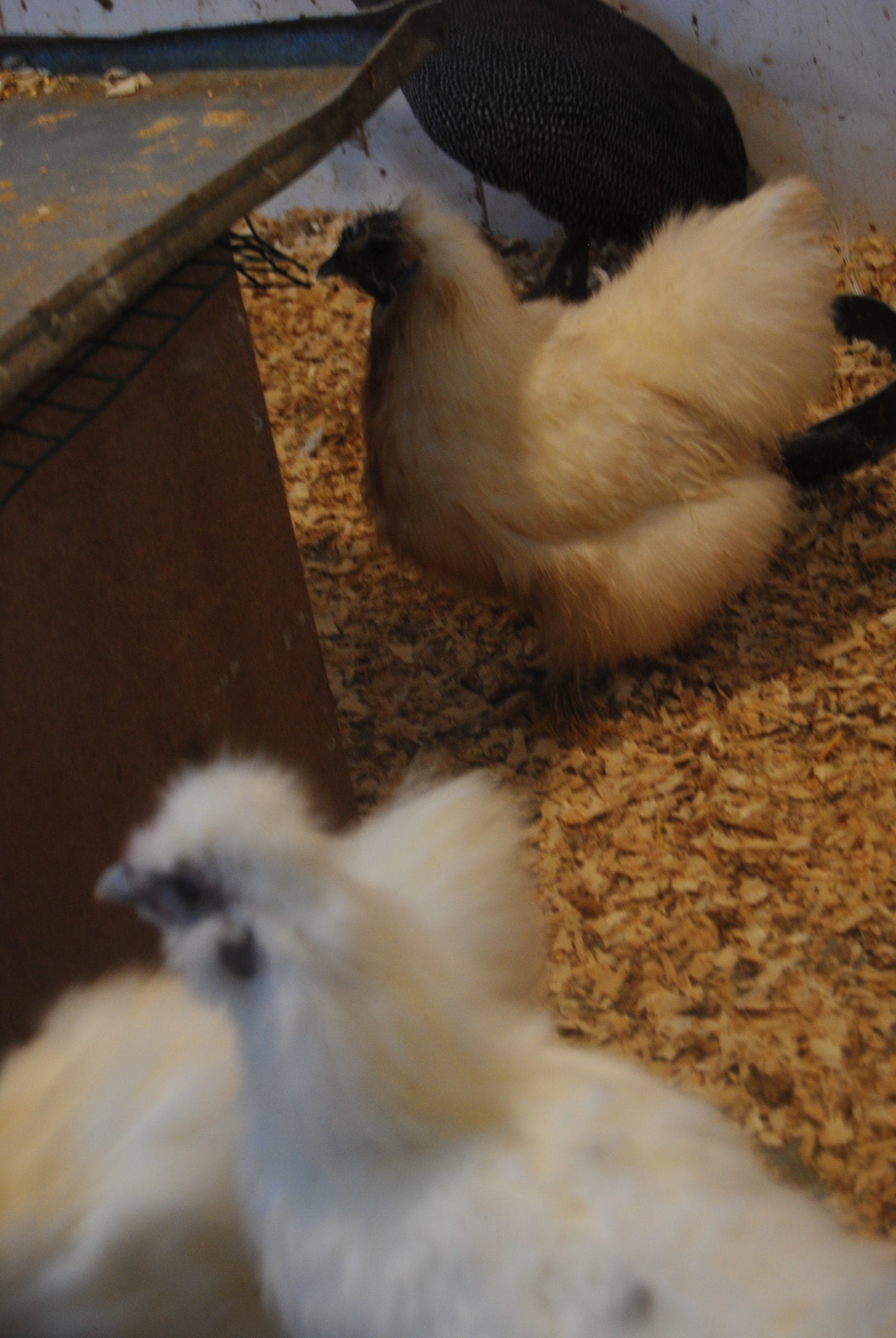 Hollanda Habeş Kuluçkalık Yumurta