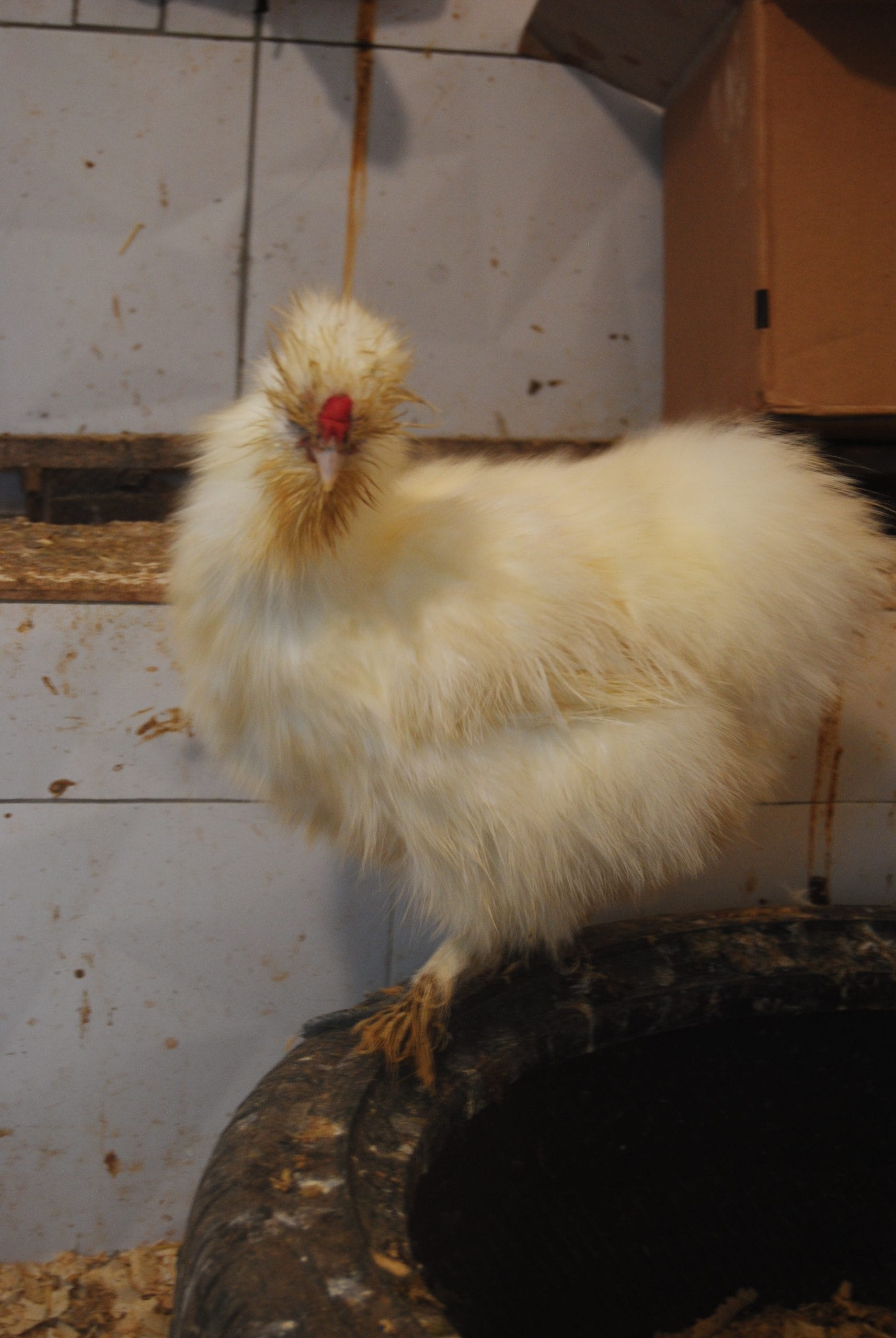 Hollanda Habeş Kuluçkalık Yumurta