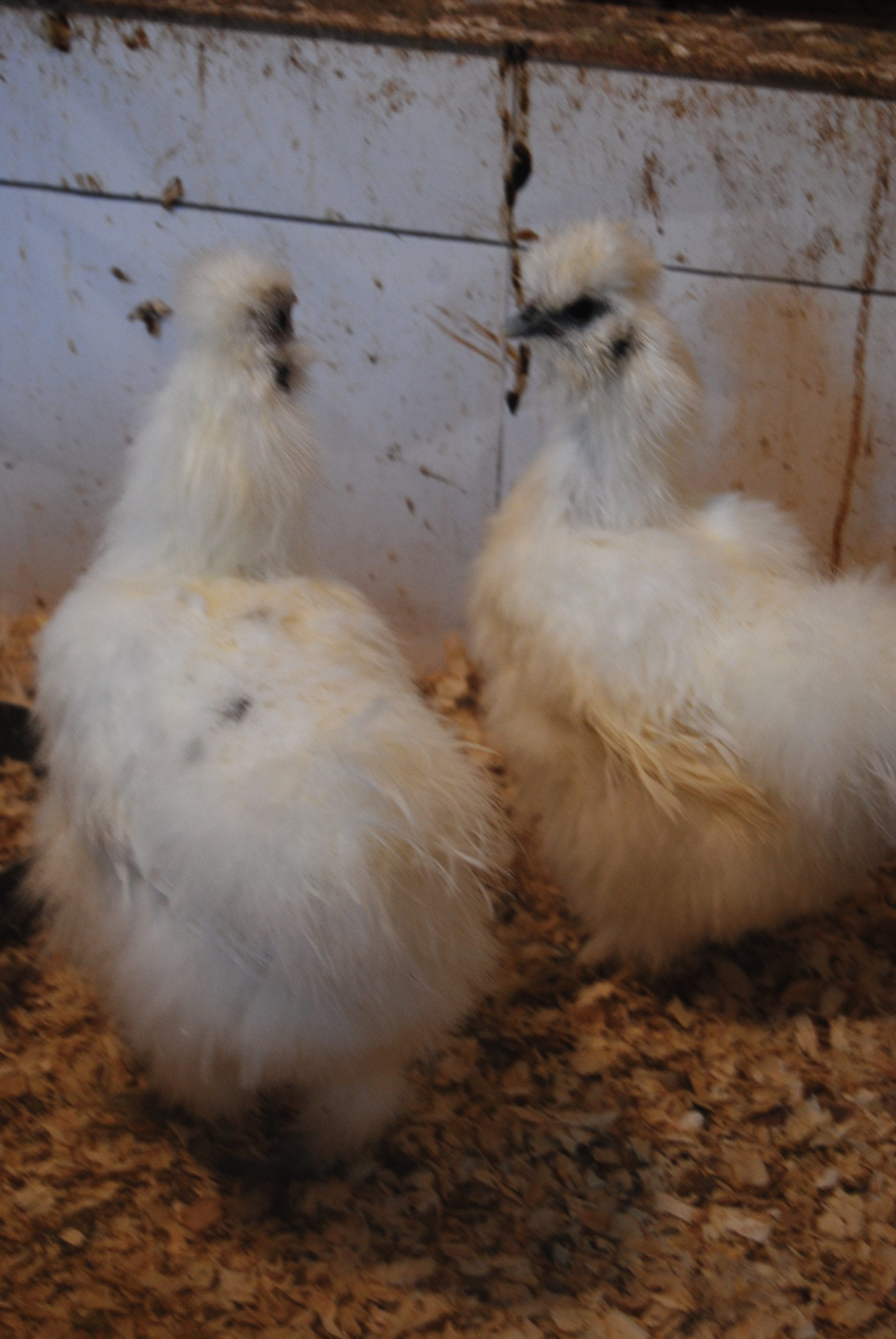 Hollanda Habeş Kuluçkalık Yumurta