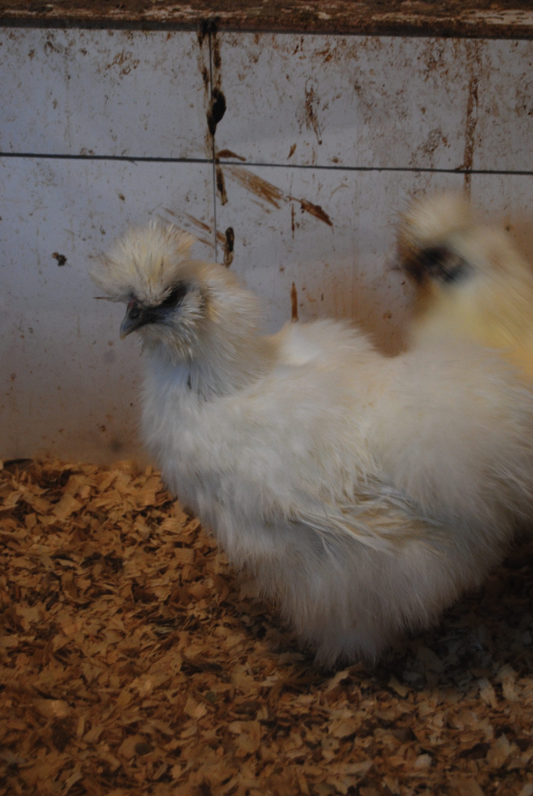 Hollanda Habeş Kuluçkalık Yumurta