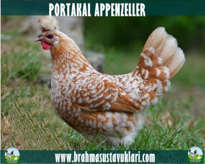 Portakal Appenzeller Kuluçkalık Yumurta