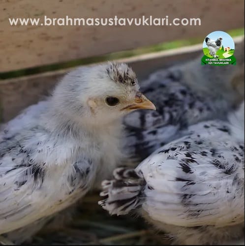 Silver Appenzeller Kuluçkalık Yumurta