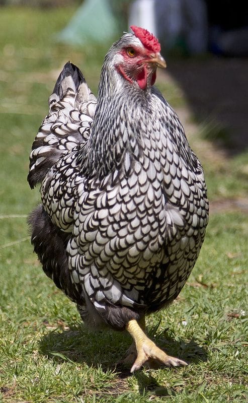 Silver Wyandotte Kuluçkalık Yumurta