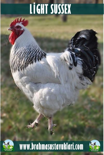 kuluckaciniz.com kuluçkalık yumurta ve civciv