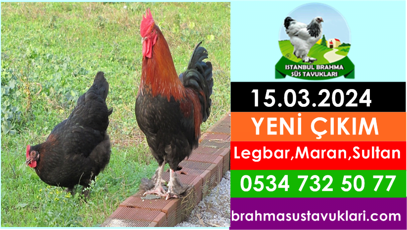 Kuluckaciniz.com Kuluçkalık Yumurta Ve Civciv İstanbul