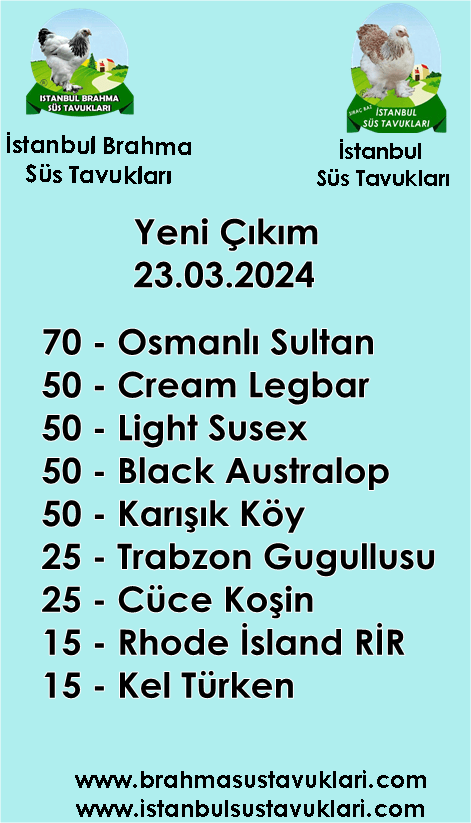 Kuluckaciniz.com Kuluçkalık Yumurta Ve Civciv İstanbul